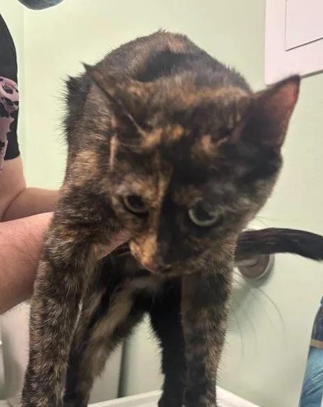 A young medium-sized female Domestic Short Hair cat named Lila for adoption in Cumberland, ME