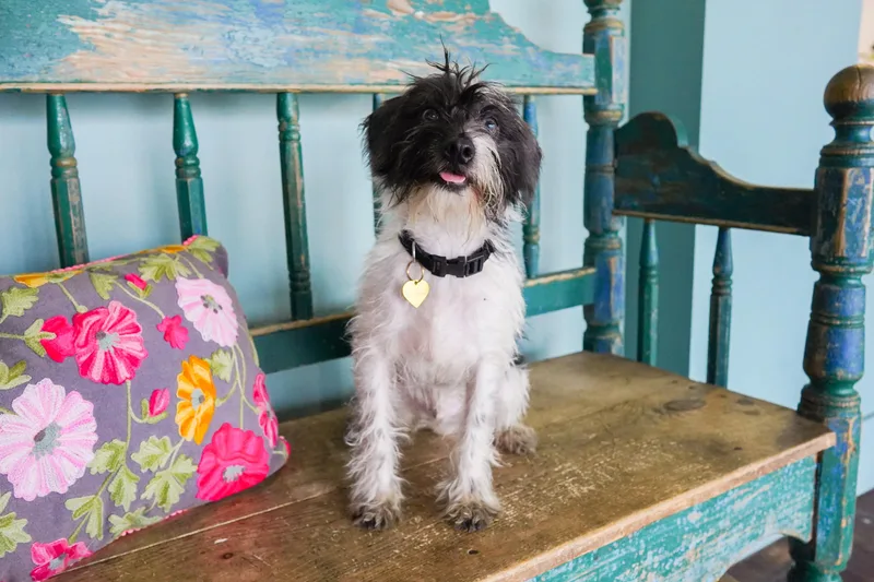 A baby small-sized male White / Cream Miniature Schnauzer dog named Champ for adoption in San Antonio, TX