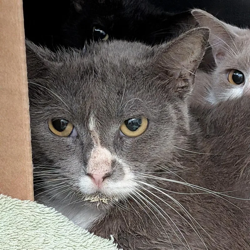 A young medium-sized female Gray / Blue / Silver Domestic Short Hair cat named Sailor Cat Phyllis for adoption in Tacoma, WA
