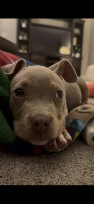 A baby medium-sized male Yellow / Tan / Blond / Fawn American Bully dog named Mater for adoption in Pelham, AL