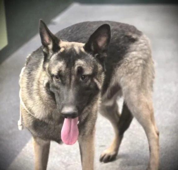 A young large-sized male German Shepherd Dog dog named Al Poochino for adoption in Los Angeles, CA