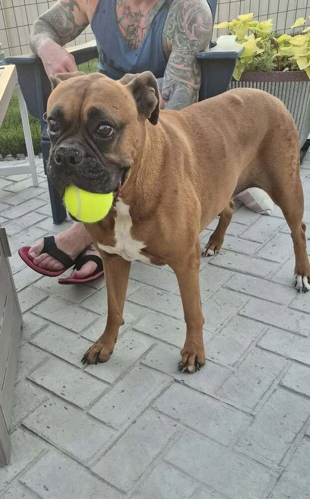 A senior medium-sized female Boxer dog named Shandy for adoption in Denver, CO