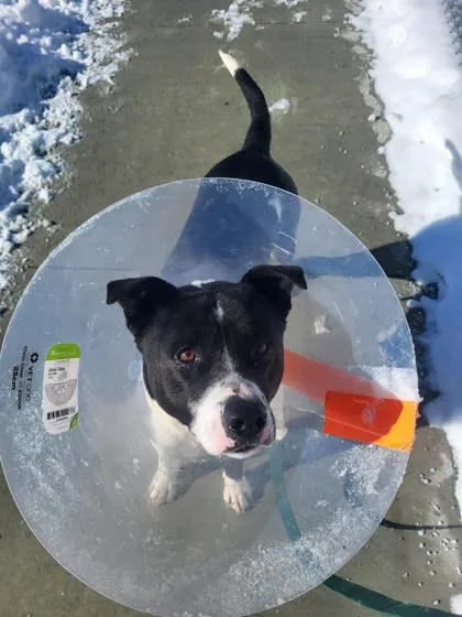 Scarlett thumbnail 2