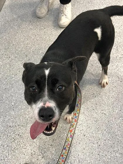 Scarlett thumbnail 3