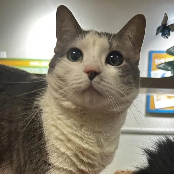 A senior medium-sized female Domestic Short Hair cat named Sophia for adoption in Dublin, CA