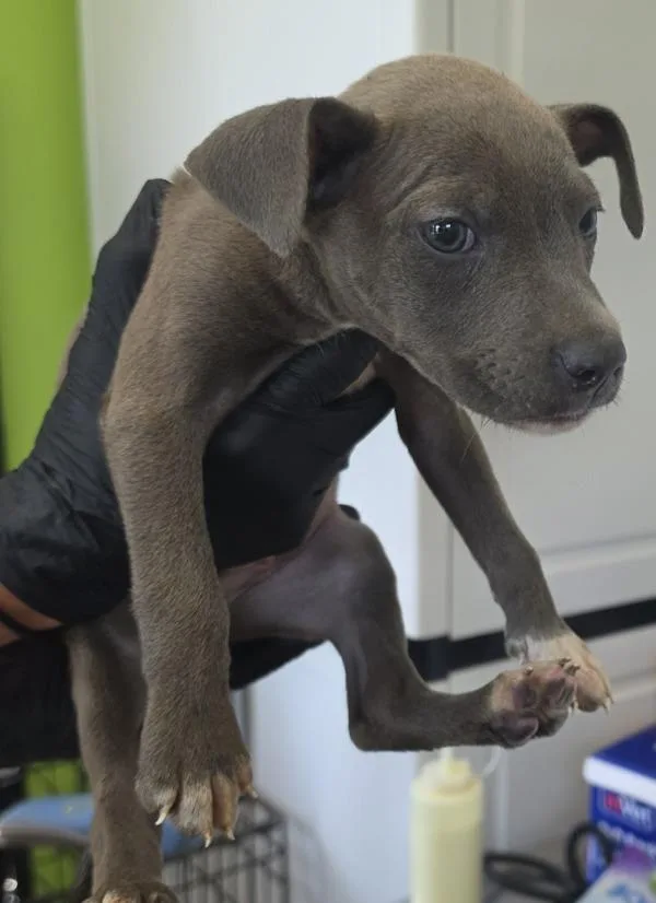 A baby medium-sized male Pit Bull Terrier dog named Sebastian for adoption in Cleveland, TN