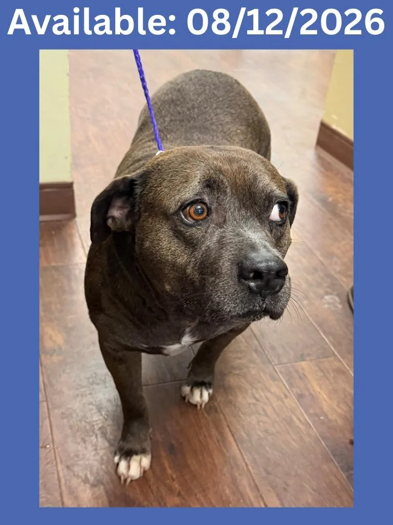 An adult medium-sized male Pit Bull Terrier dog named Dog Kennel Mopy for adoption in Greenville, TX