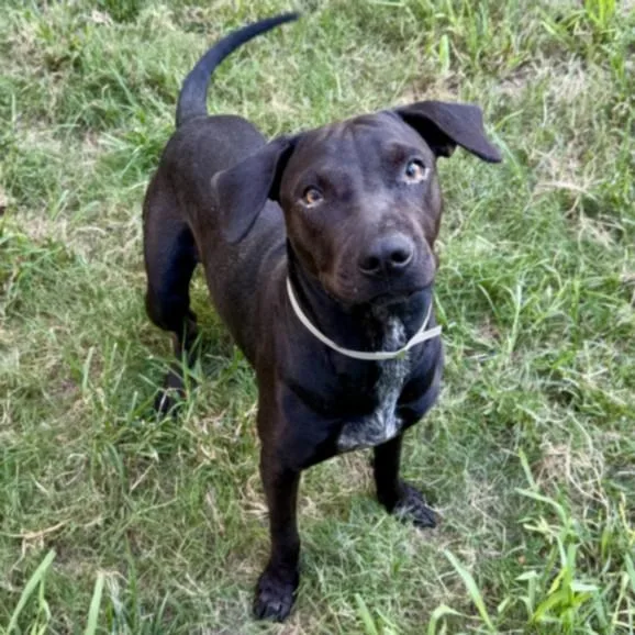A young medium-sized female Staffordshire Bull Terrier dog named Pumpkin for adoption in Houston, TX