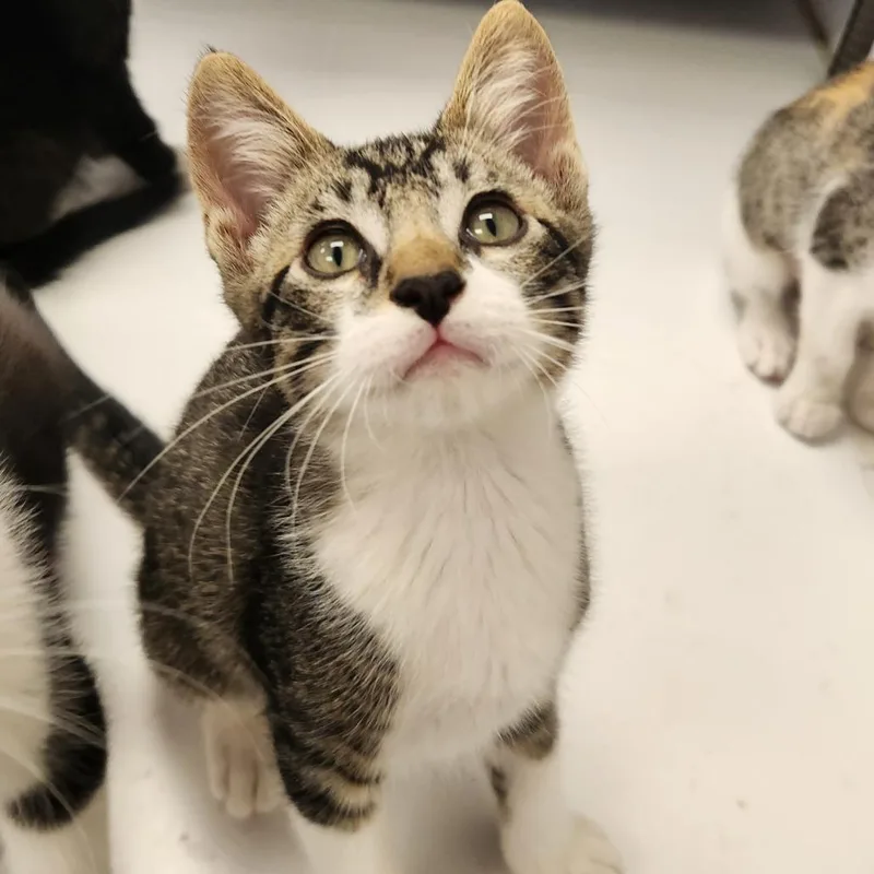 A baby small-sized male Brown / Chocolate Domestic Short Hair cat named Walker for adoption in Brockton, MA