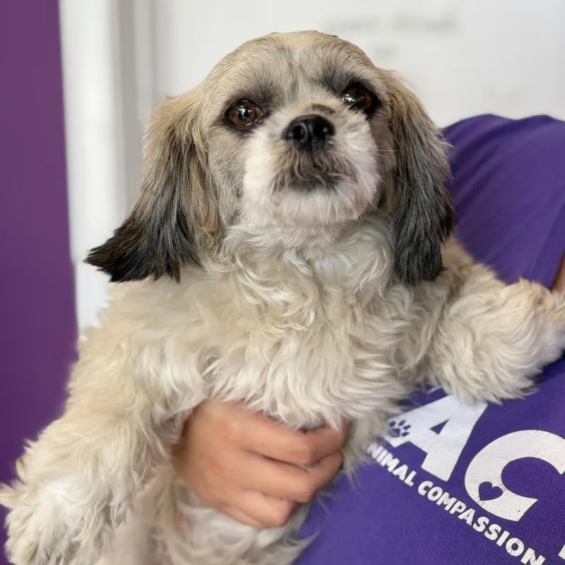An adult small-sized female Gray / Blue / Silver Spaniel dog named Peggy for adoption in Fresno, CA