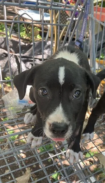A baby small-sized female Mixed Breed dog named Pasty for adoption in Dallas, TX