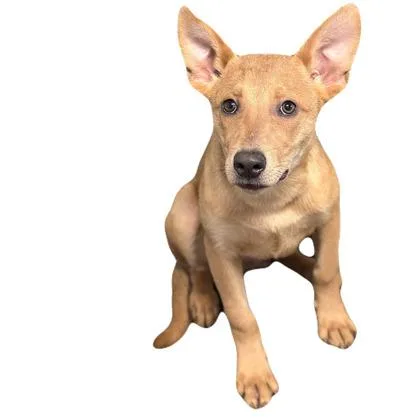 A young medium-sized male Australian Kelpie dog named Ollie for adoption in Red Bluff, CA