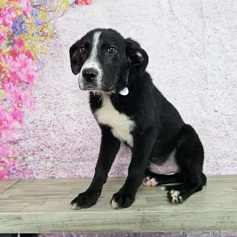 A baby medium-sized female Black Labrador Retriever dog named Miranda for adoption in Normal, IL
