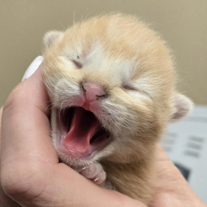 A baby small-sized male Orange / Red Domestic Short Hair cat named Timmy for adoption in Wickenburg, AZ