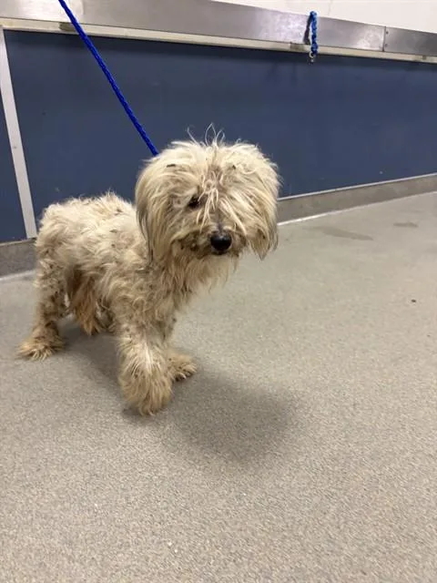 A young small-sized male Maltese dog named Bet for adoption in Miami, FL