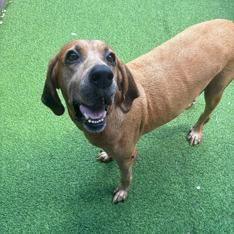 Scarlett thumbnail 2