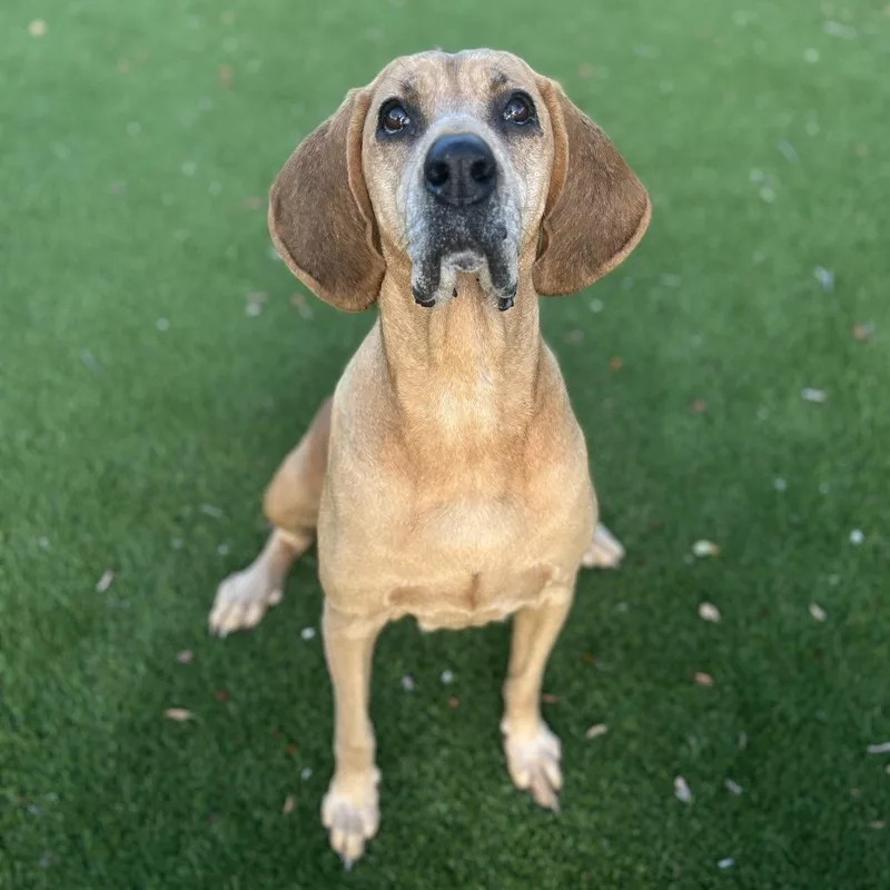 Scarlett thumbnail 3