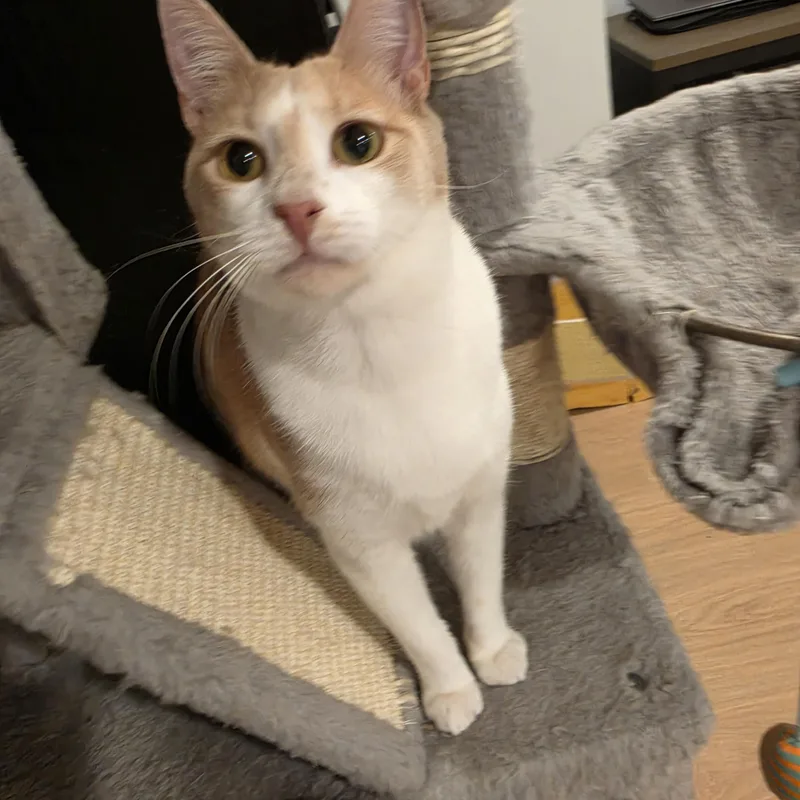A baby medium-sized male Buff & White Tabby cat named Lucca for adoption in Lawrenceville, GA