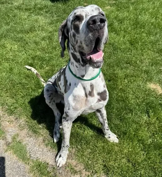 Maverick