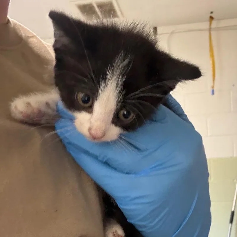 A baby small-sized male White Domestic Short Hair cat named Isles for adoption in Eureka Springs, AR