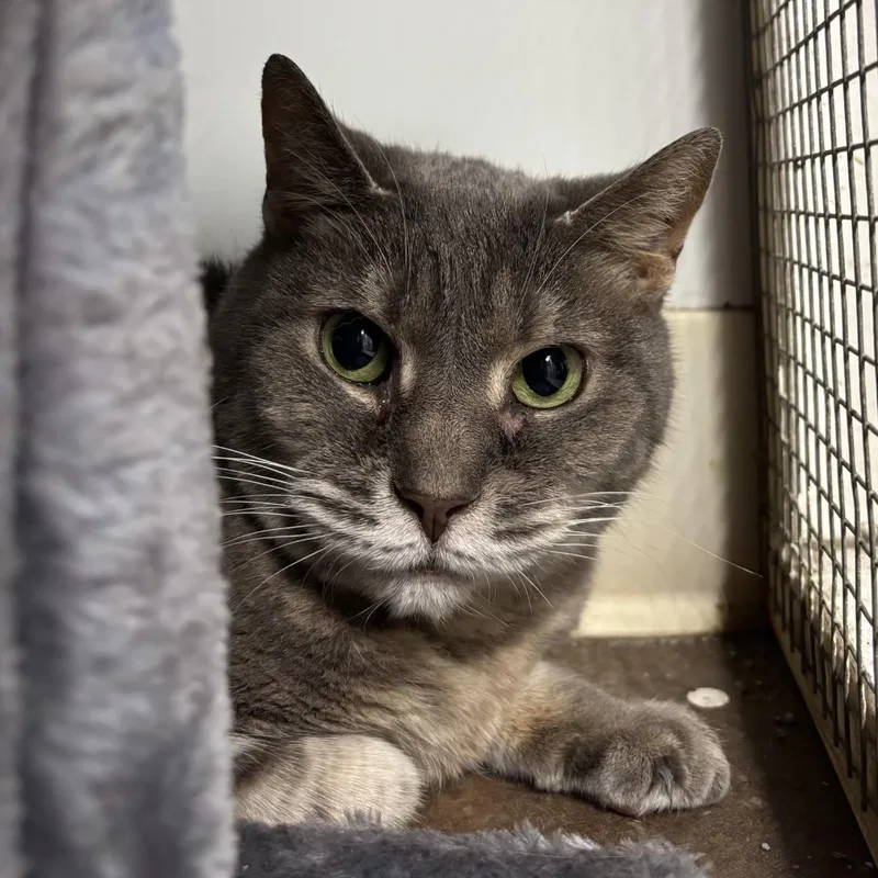 An adult medium-sized male Domestic Short Hair cat named Doc for adoption in Queenstown, MD