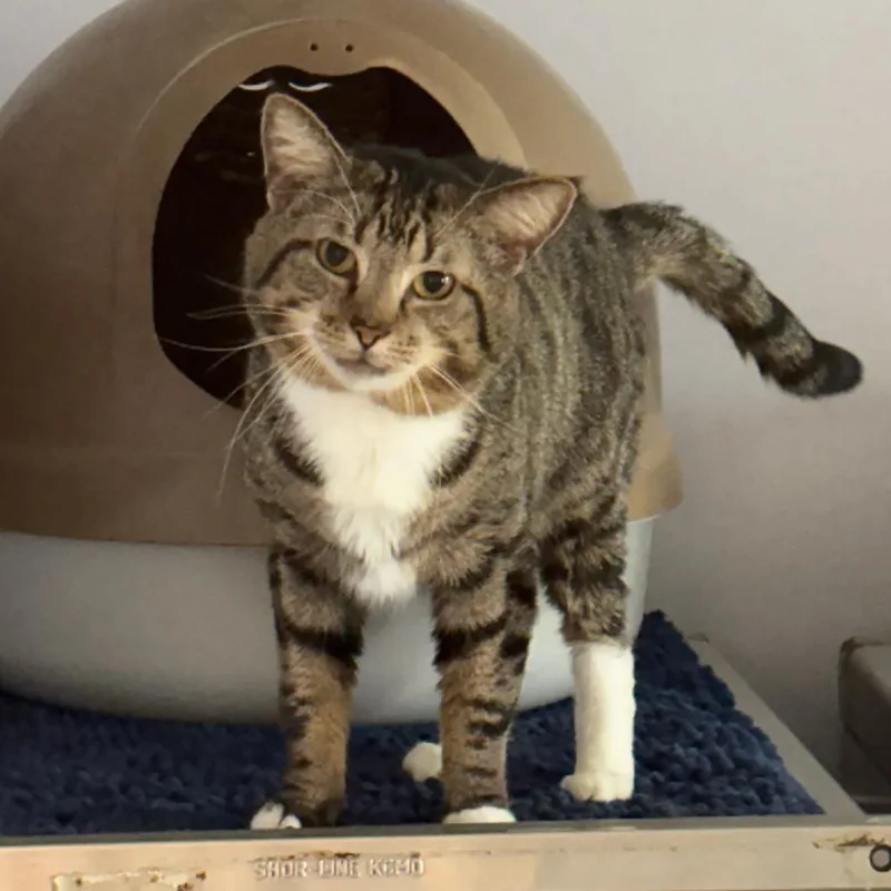 An adult medium-sized male Brown / Chocolate Domestic Short Hair cat named Boris for adoption in Hopewell, VA