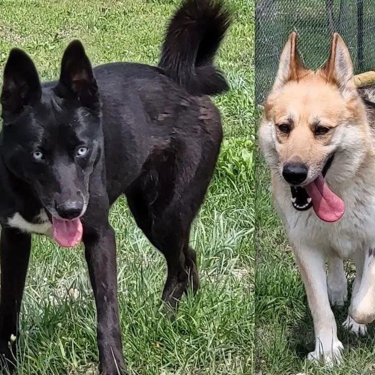 Flaca & Bella Bonded thumbnail 2