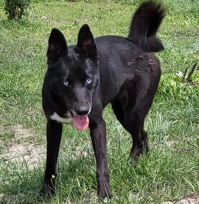 Flaca & Bella Bonded thumbnail 3