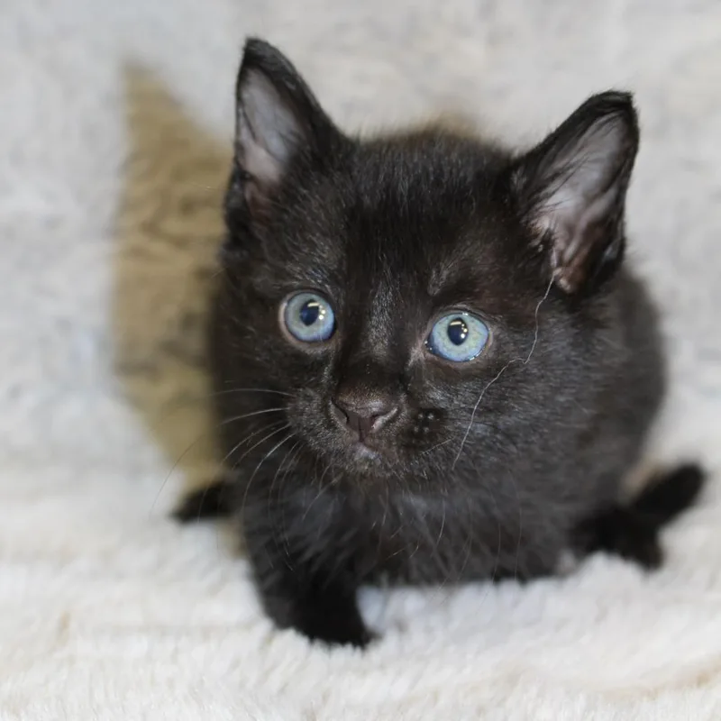 A baby small-sized female Black Domestic Short Hair cat named Chai for adoption in Auburn, AL