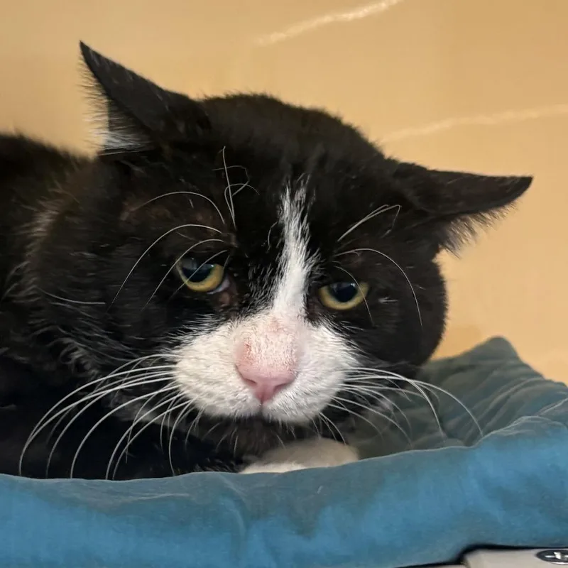 An adult large-sized male Black Domestic Short Hair cat named Cisco for adoption in East Hanover, NJ