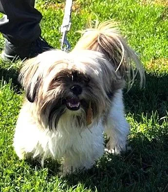 An adult small-sized male Gray / Blue / Silver Shih Tzu dog named Charlie for adoption in Dartmouth, MA
