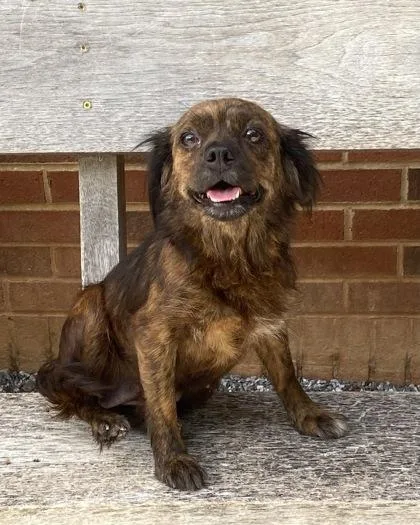 A young small-sized female Pekingese dog named Rosewood for adoption in Wilkesboro, NC