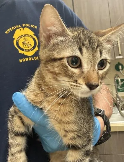 A baby small-sized male Domestic Medium Hair cat named Romeo for adoption in Honolulu, HI