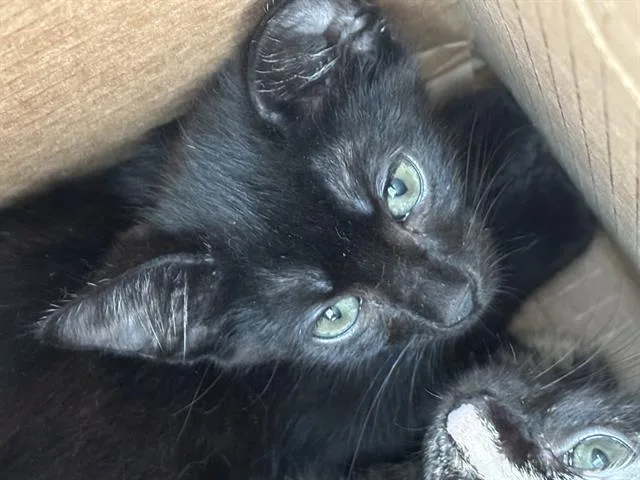 A baby medium-sized male Domestic Short Hair cat named Reek for adoption in Dallas, TX