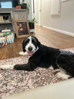 An adult large-sized male Black Bernese Mountain Dog dog named Maxwell for adoption in Wichita, KS