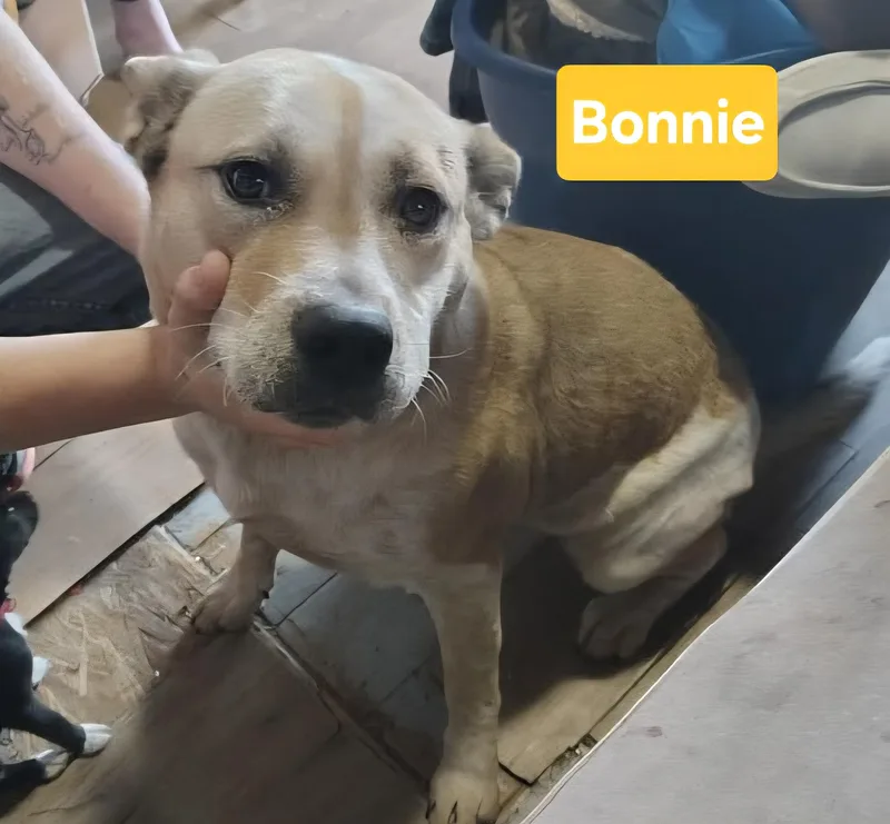 A young medium-sized female White / Cream German Shepherd Dog dog named Bonnie for adoption in Clinton, MO