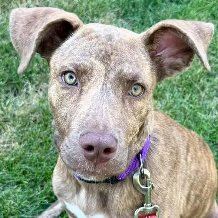 A young medium-sized female Mixed Breed dog named Miss Pebbles for adoption in Racine, WI