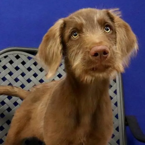 A baby medium-sized female Labradoodle dog named Abby for adoption in Fort Davis, TX