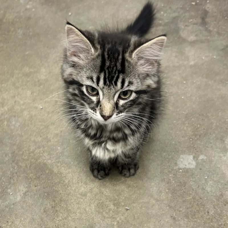 Nora