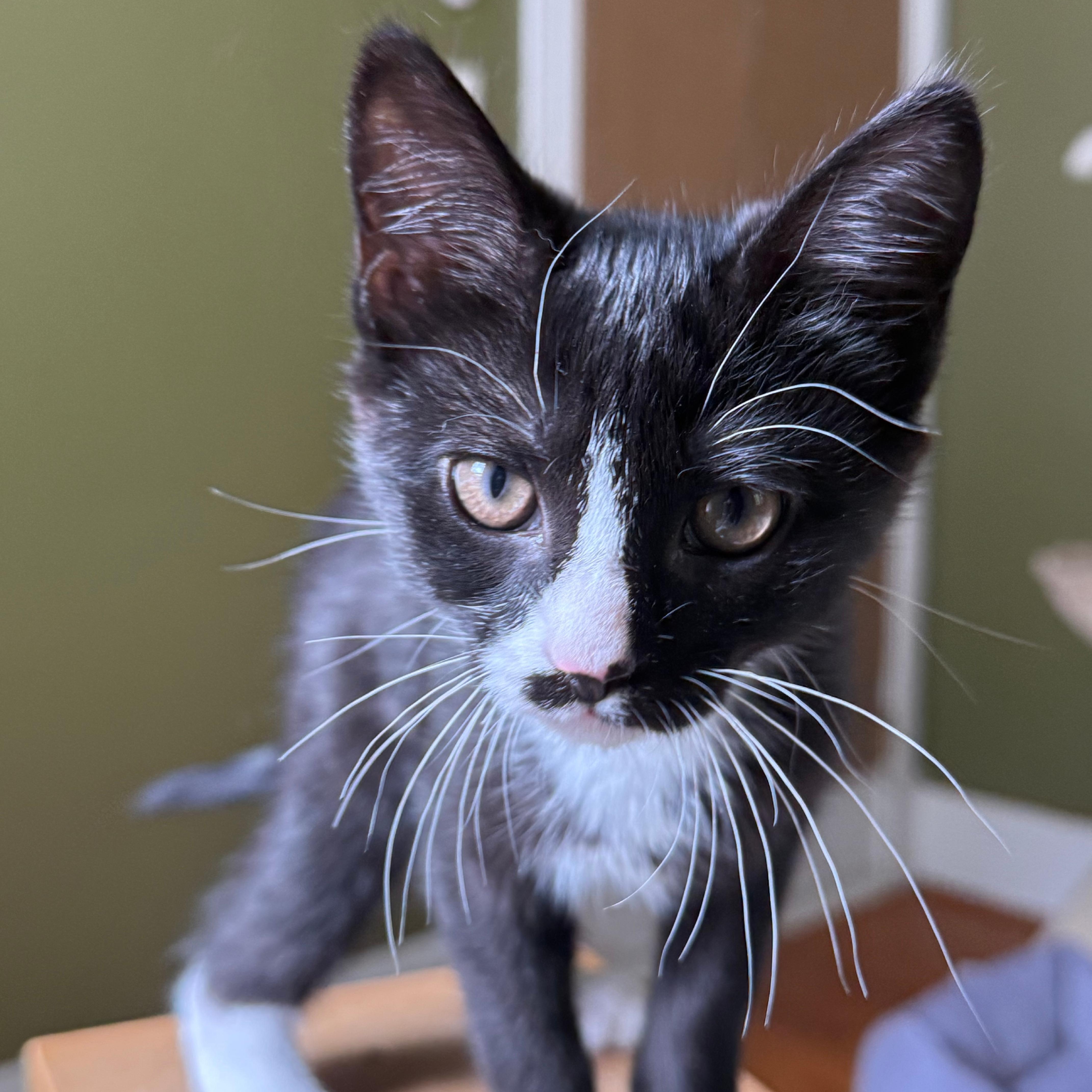 A baby small-sized female Black & White / Tuxedo Domestic Short Hair cat named Bookworm for adoption in Richmond, VA
