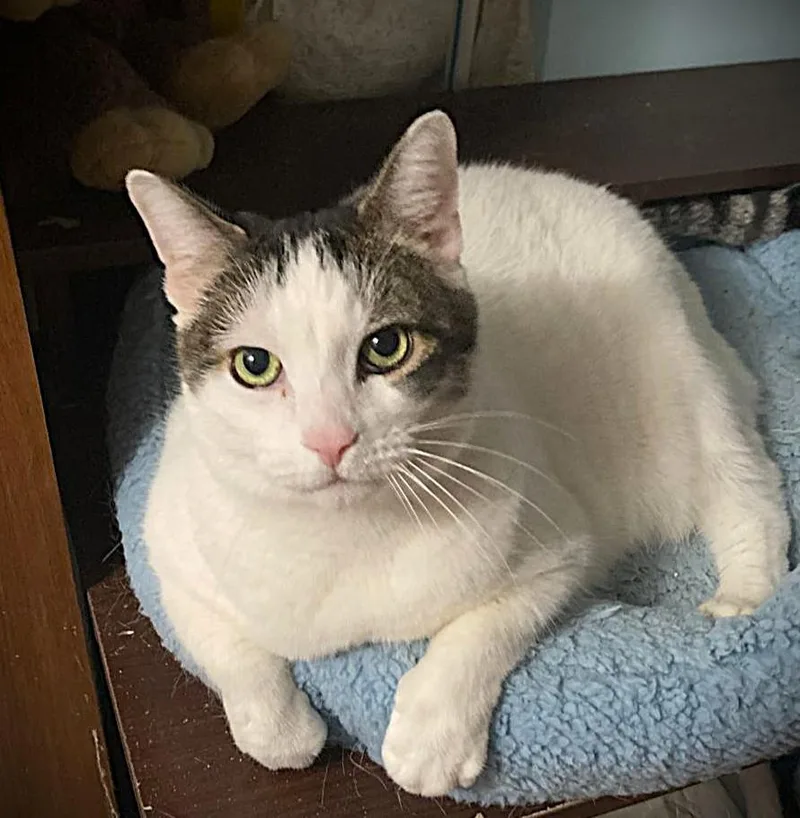 A senior large-sized female Domestic Short Hair cat named Mirabella for adoption in Brooklyn, NY