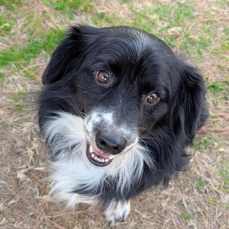 Whisper "ollie" thumbnail 2