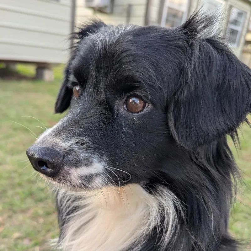 Whisper "ollie" thumbnail 3