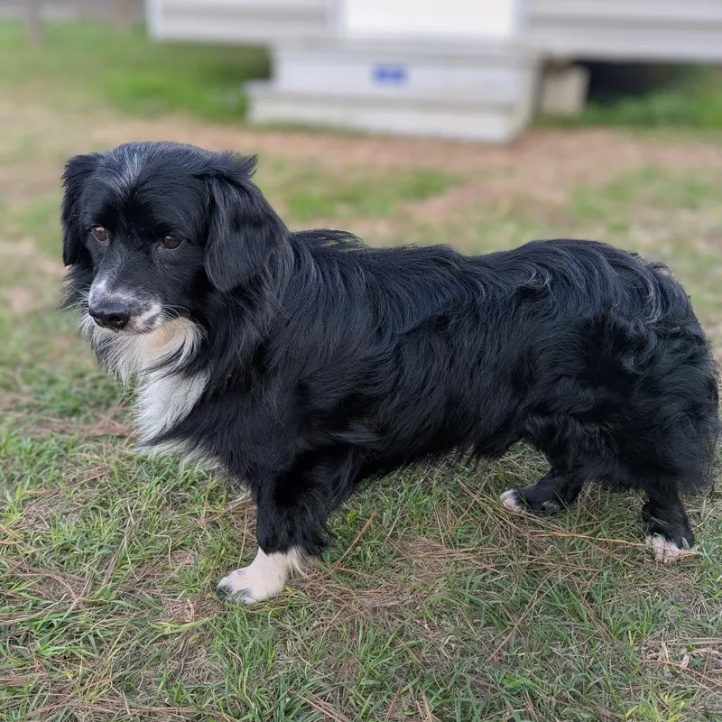 Whisper "ollie" thumbnail 4