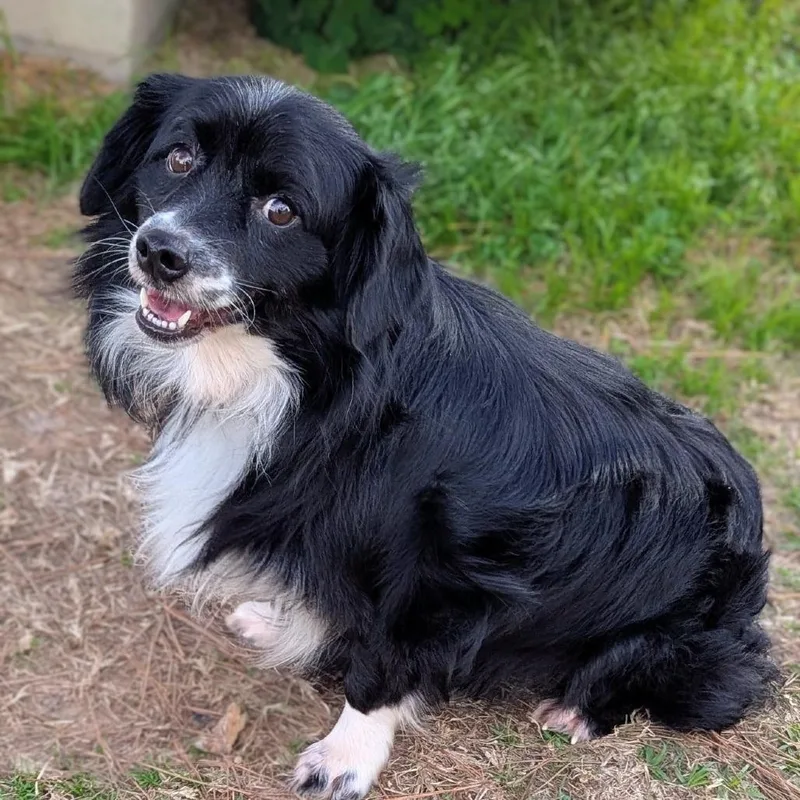 Whisper "ollie" thumbnail 5