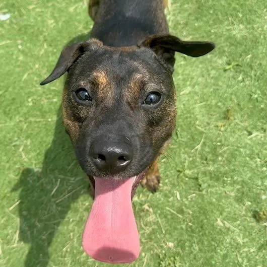 Rufus