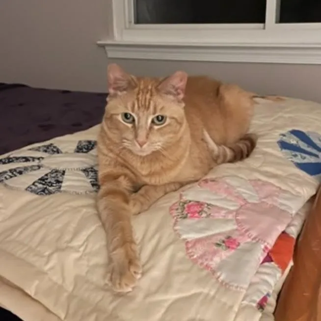 A senior large-sized male Tabby (Orange / Red) Tabby cat named Tug for adoption in Maple Shade, NJ