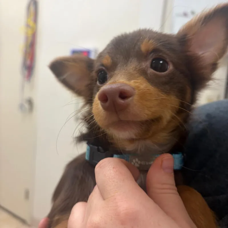 A young small-sized female Brown / Chocolate Mixed Breed dog named Squeaker for adoption in Pekin, IL