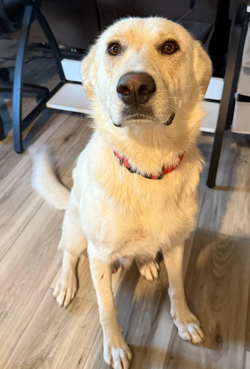 An adult large-sized female Pyrenean Shepherd dog named Sasha for adoption in Sun Prairie, WI