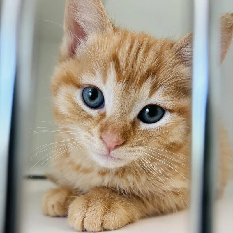 A baby small-sized female Orange / Red Domestic Short Hair cat named Molly Davis for adoption in Tulsa, OK